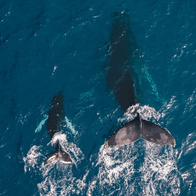 One mama whale with a baby whale swimming through the ocean.