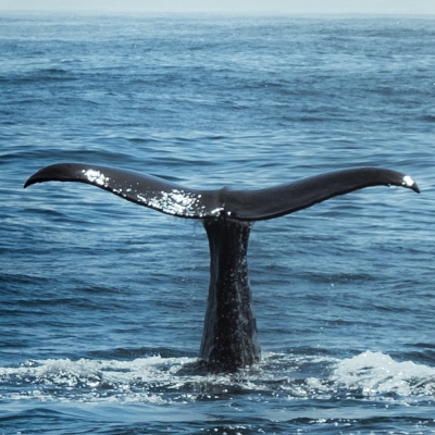 The tail of a whale sticking out of the water about to splash.