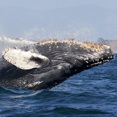 One whale jumping out of the water.