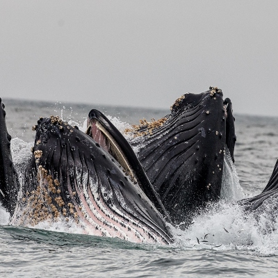Several whales coming to the surface together with their mouth in the air.