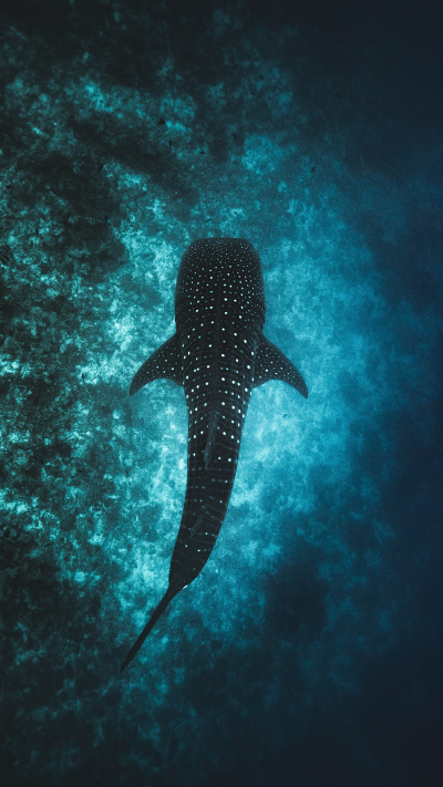 A whale jumping out of the water.
