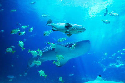 Whales Swimming with fish.