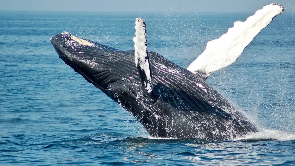 A whale jumping out of the water.